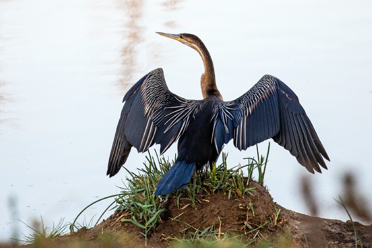 African Darter