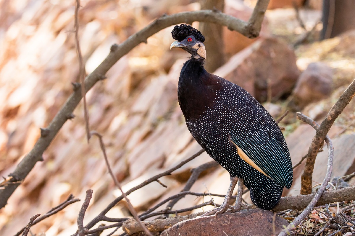 Southern Crested Guineafowl