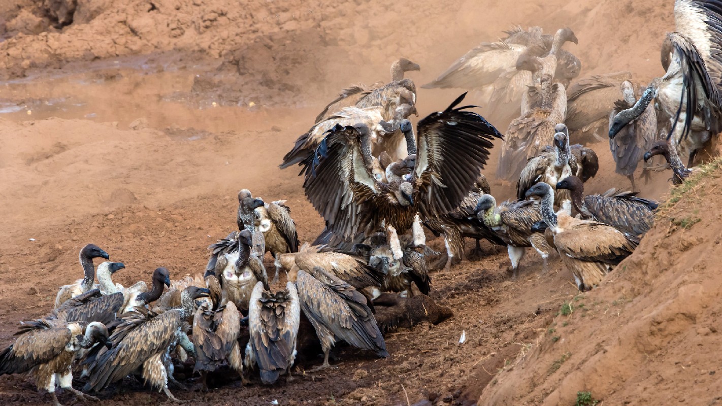 White-backed Vultures feeding on young Buffalo carcass