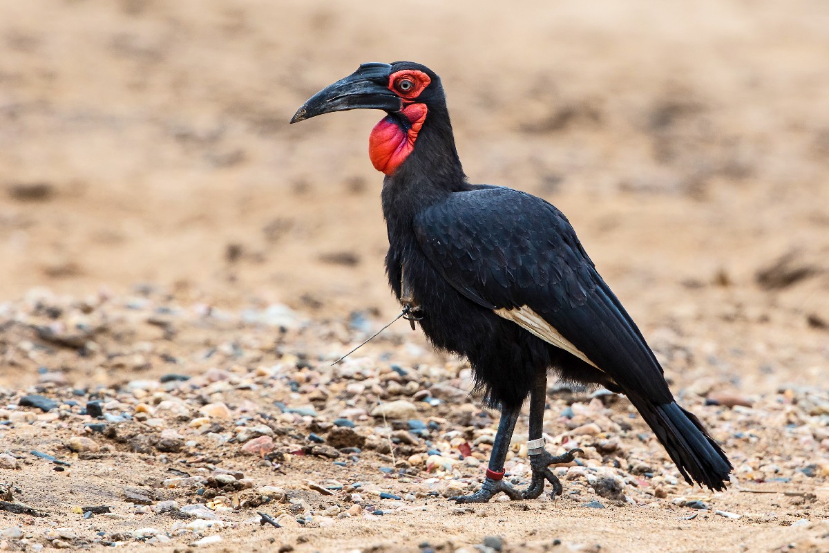 Southern Ground Hornbill with tracking device and rings