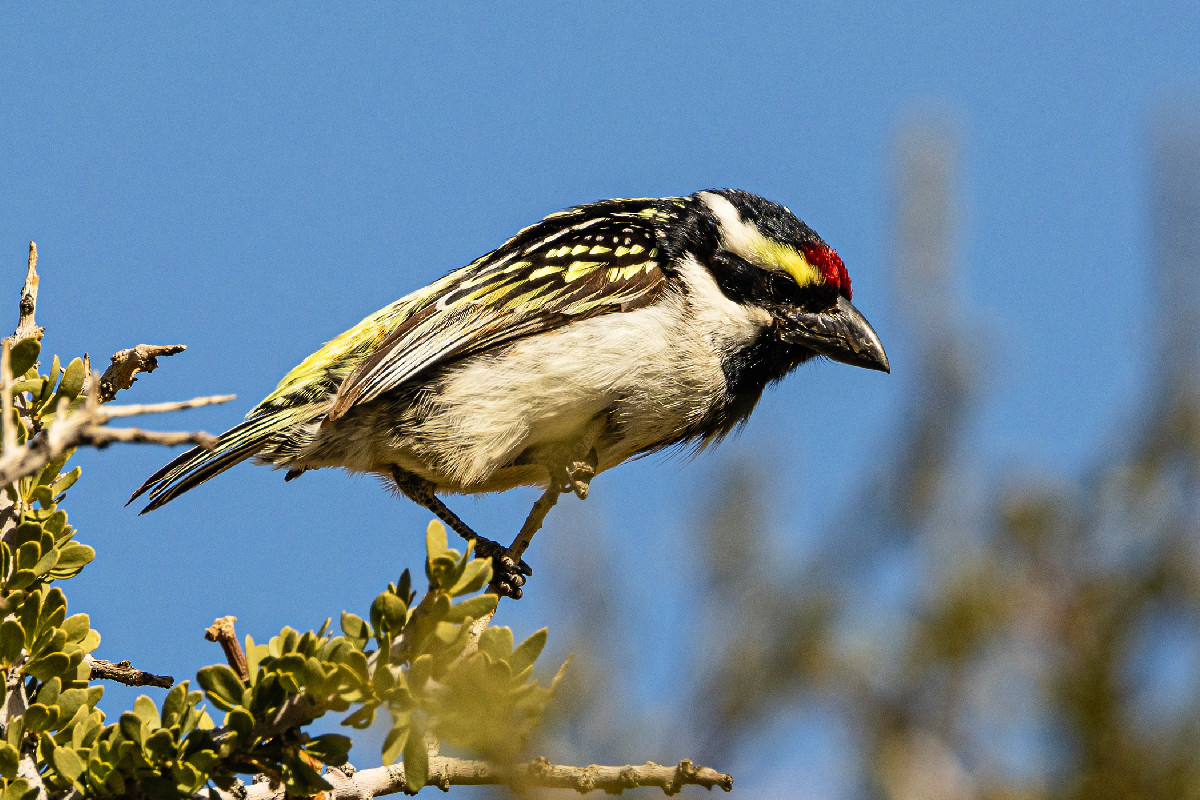 Acacia Pied Barbet