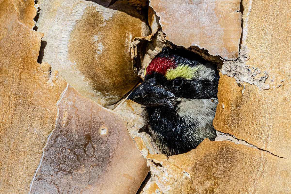 Acacia Pied Barbet