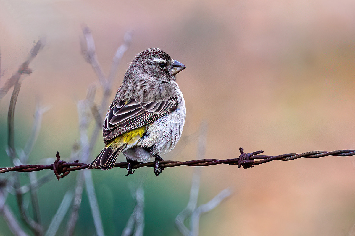White-throated Canary