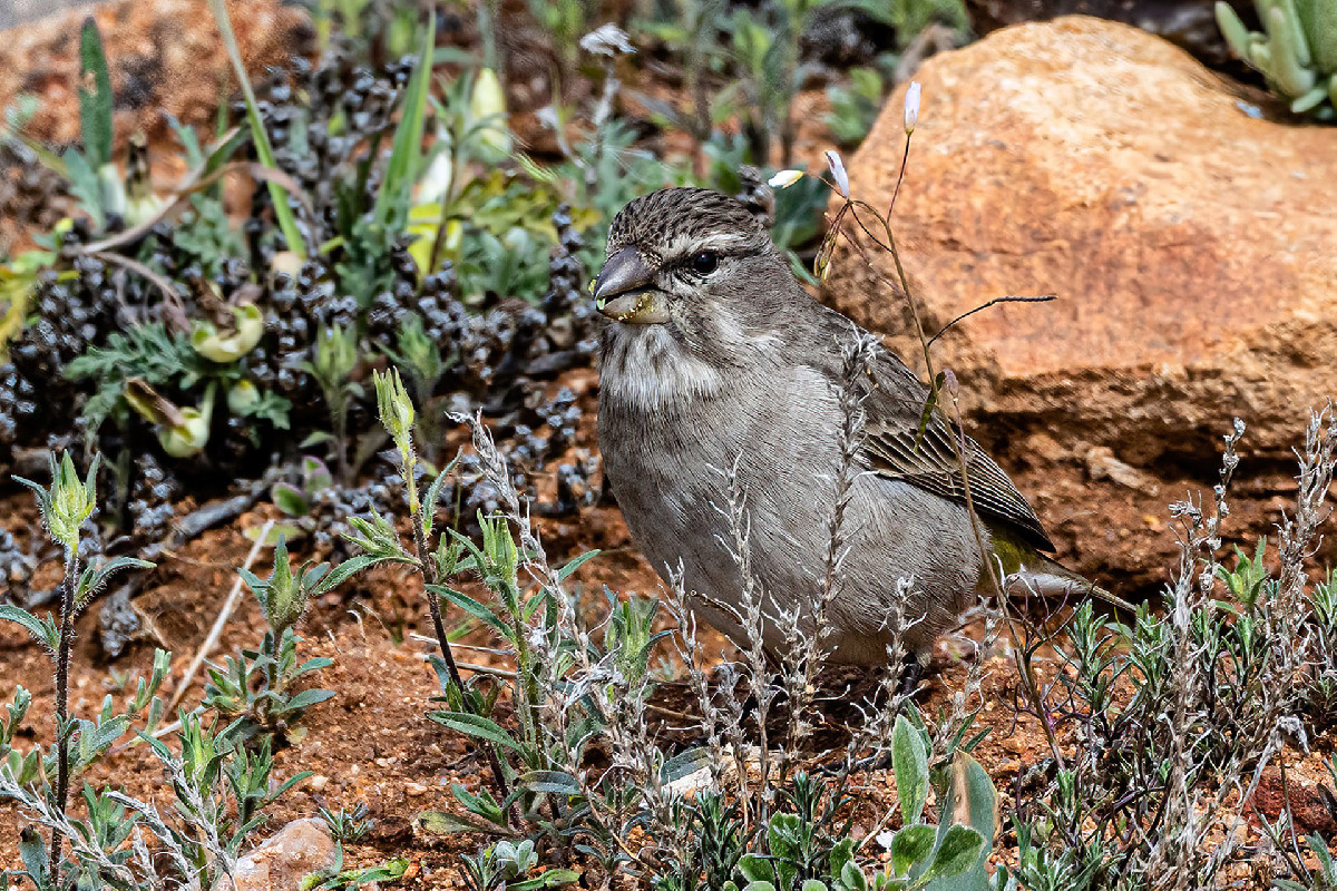 White-throated Canary