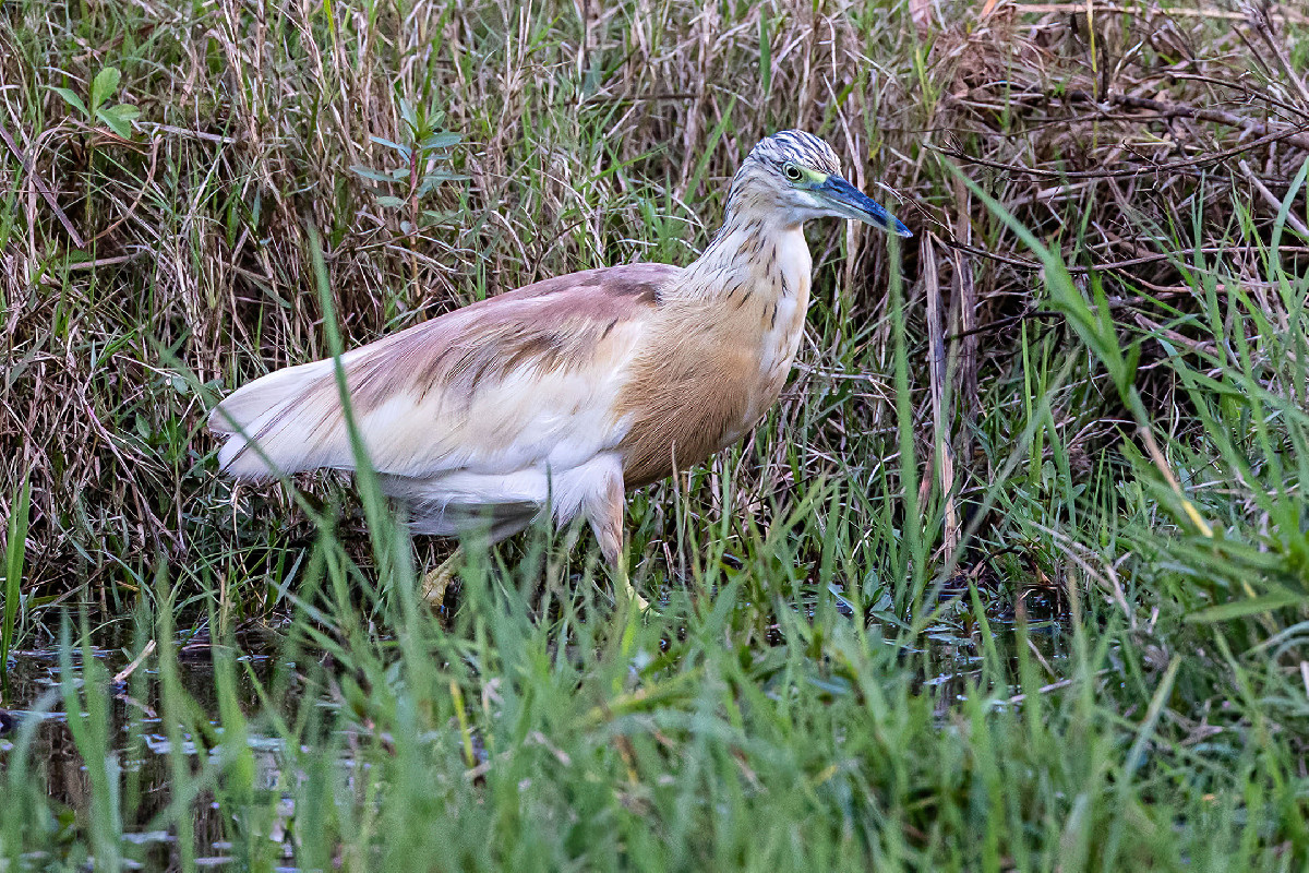 Squacco Heron
