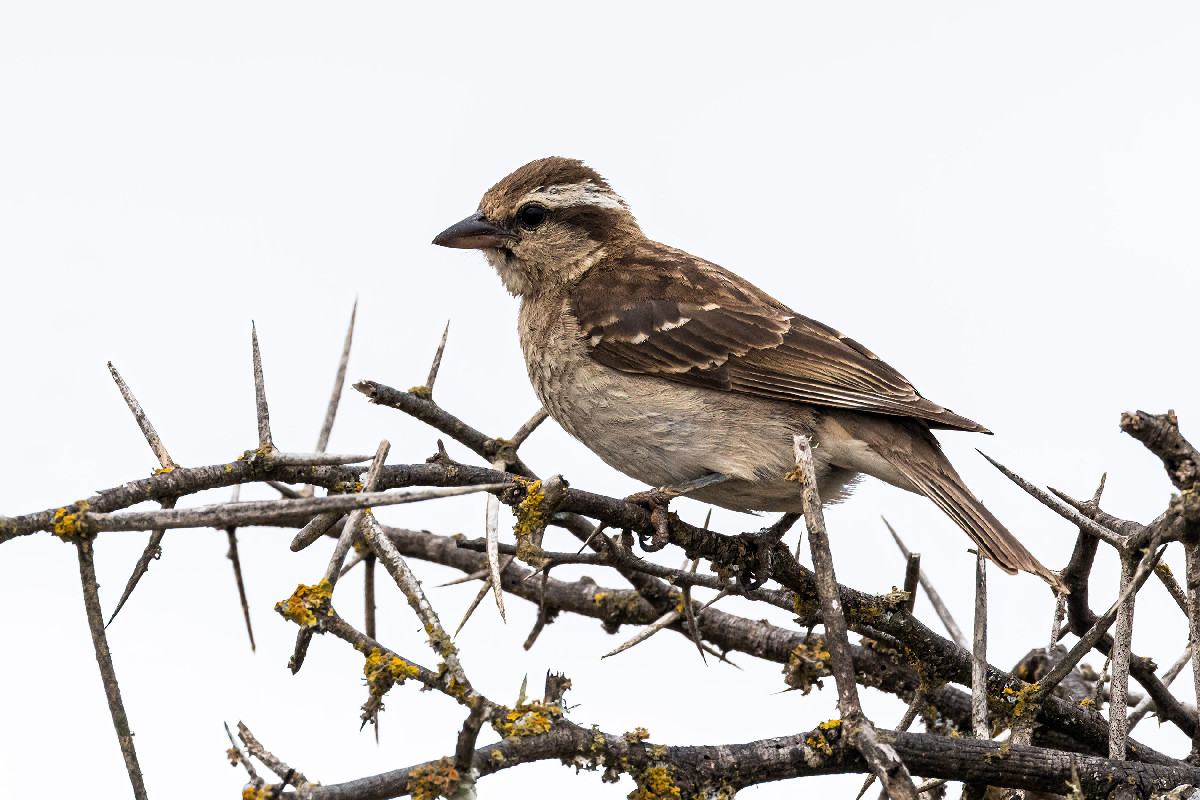 Yellow-throated Bush Sparrow