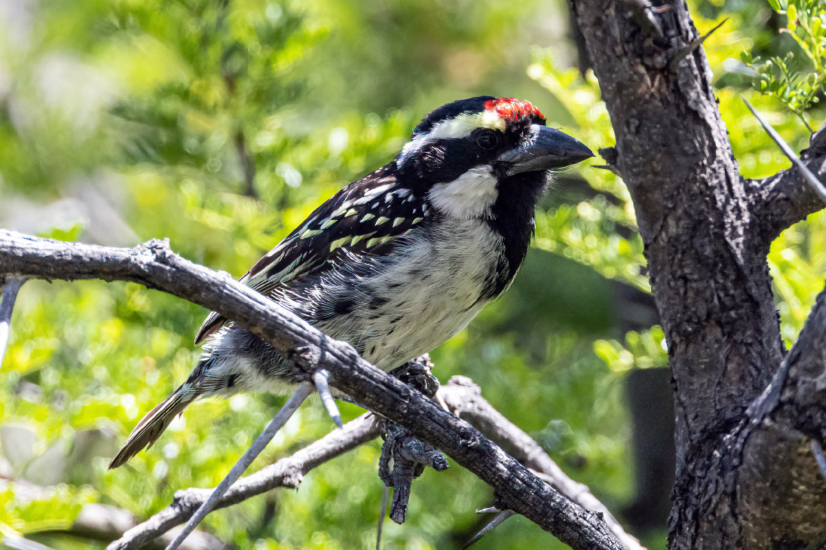 Acacia Pied Barbet