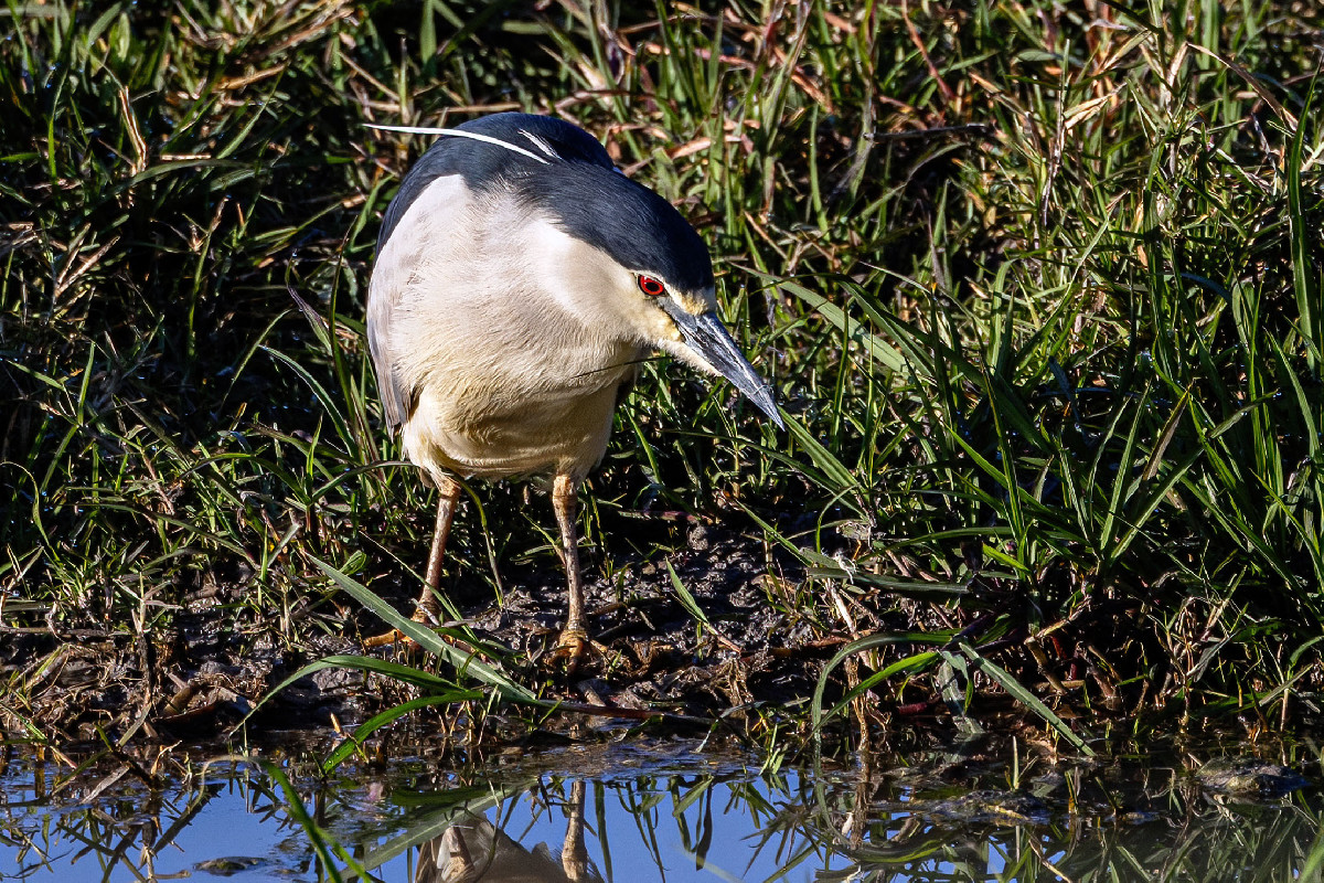 Black-crowned Night Heron 