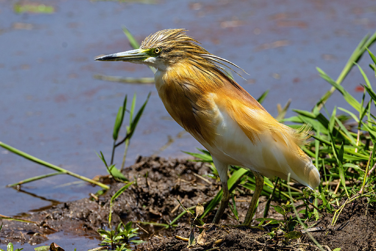Squacco Heron