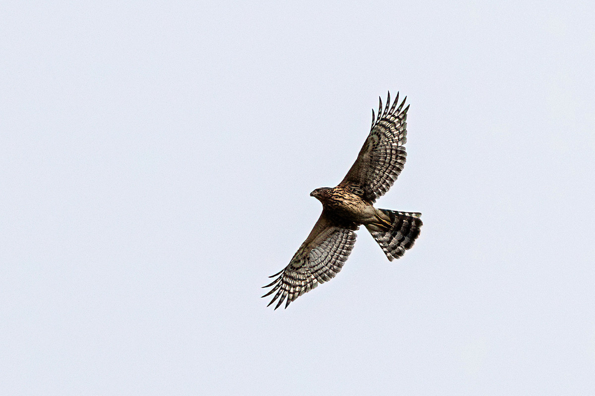 Black Sparrowhawk (rufous)