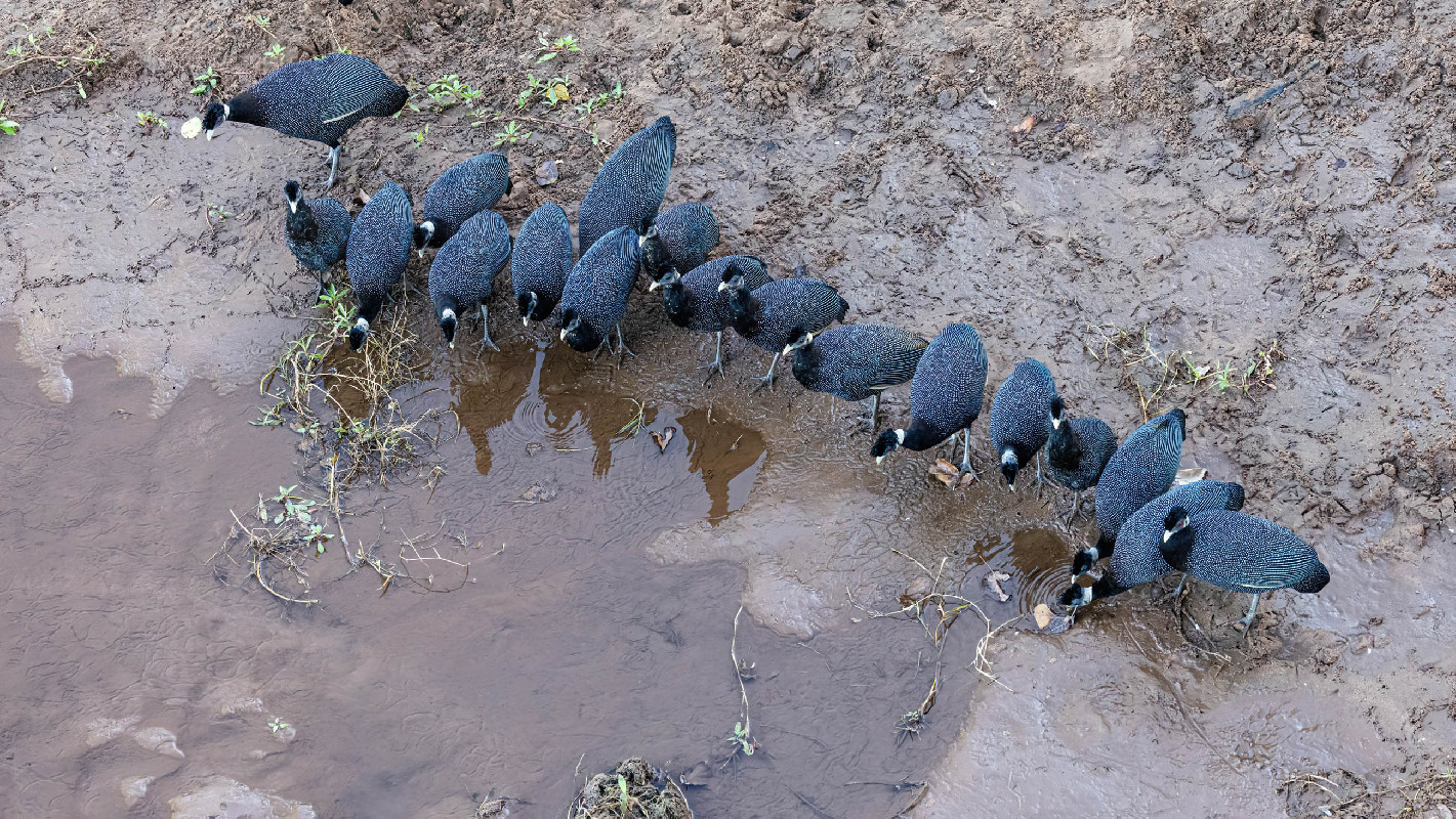 Southern Crested Guineafowl