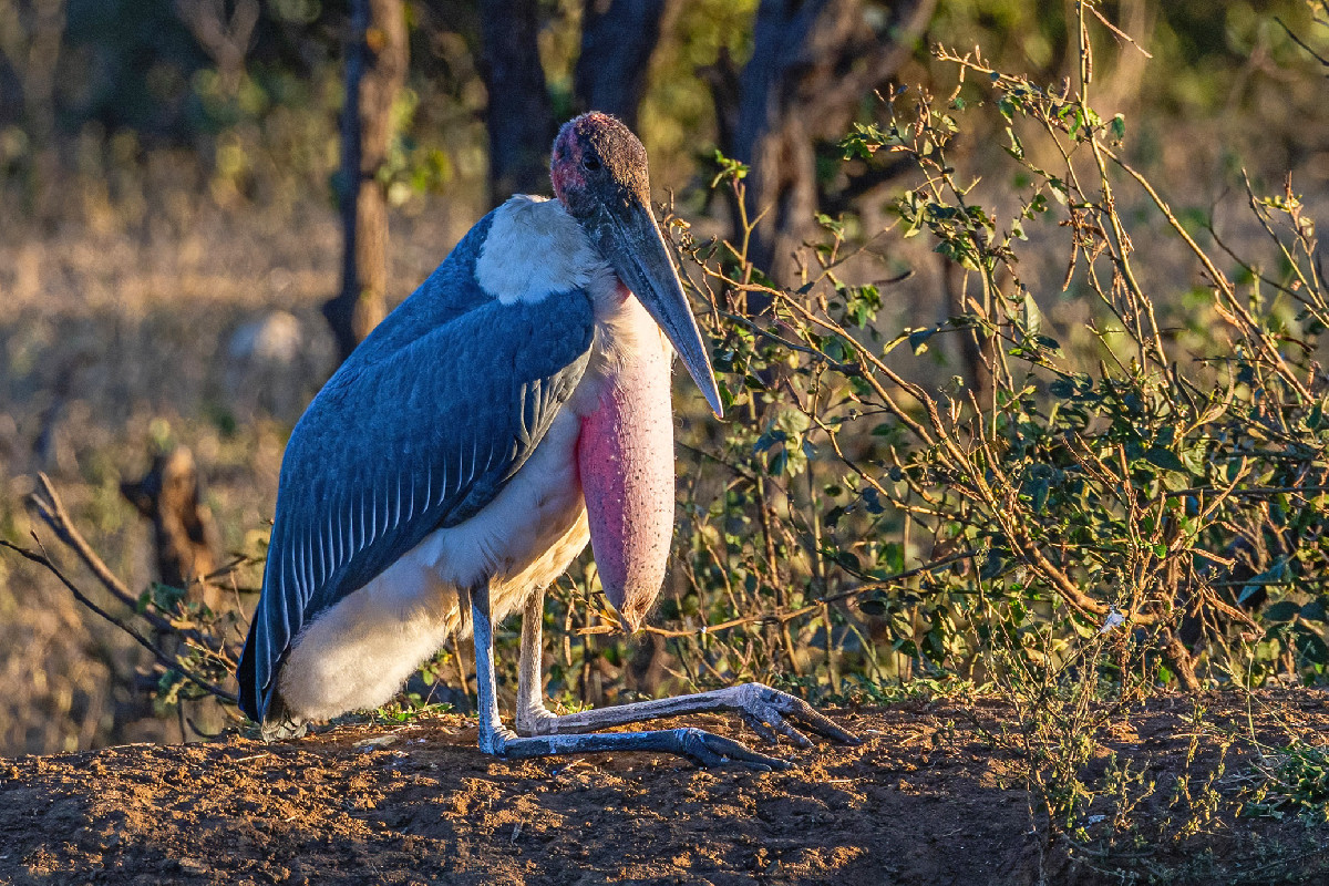 Marabou Stork