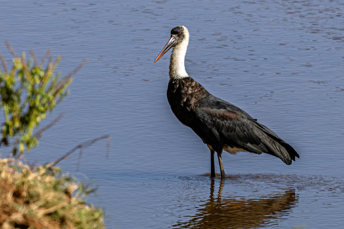 African Woolly-necked Stork