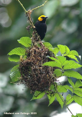 Black-billed Weaver with nest under construction