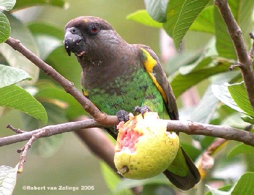 Meyer's Parrot