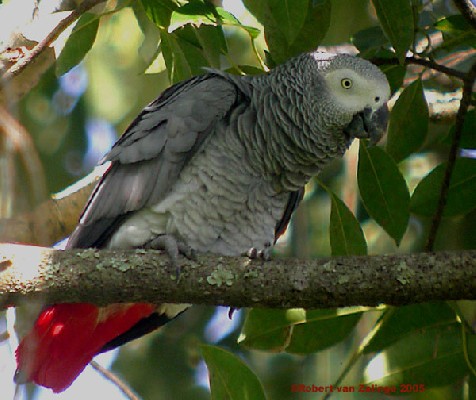 Grey Parrot