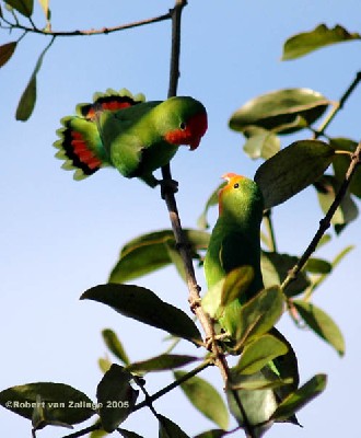 Red-headed Lovebirds - Male and Female
