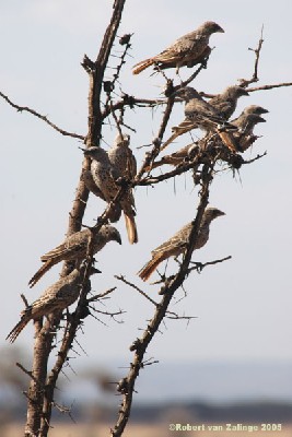 Rufous-tailed Weavers in Whistling Thorn