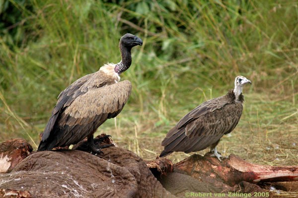 African Whitebacked and Hooded Vulture on Elephant Carcass