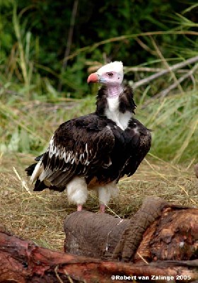 White-headed Vulture at carcass