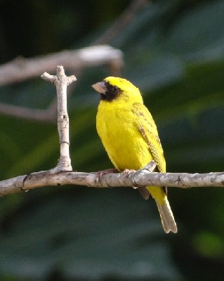 territorial Black-faced Canary