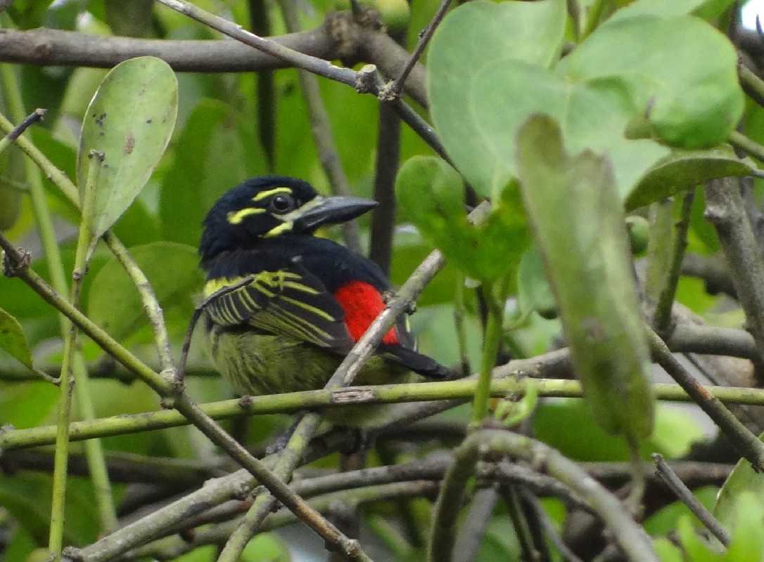 Red-rumped Tinkerbird