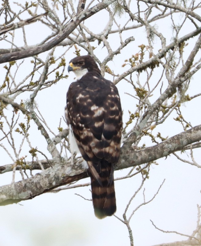 Cassin's Hawk Eagle