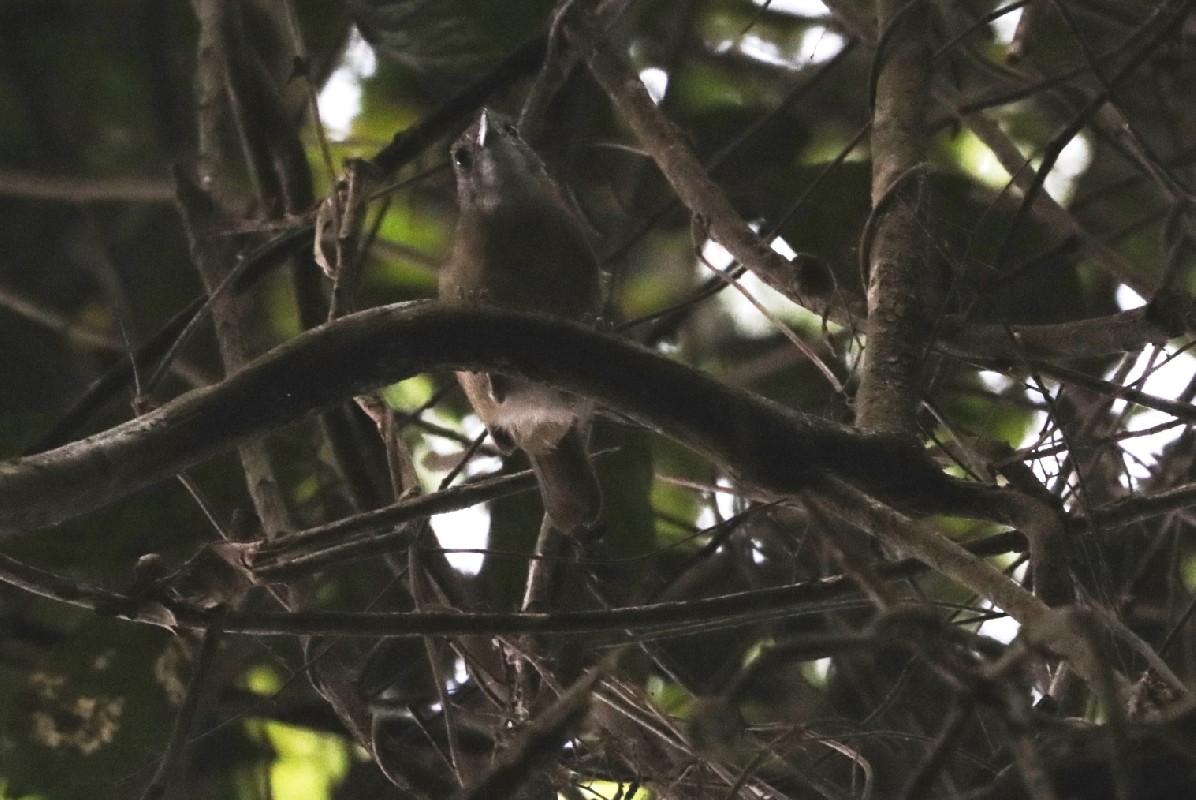 Pale-breasted Illadopsis
