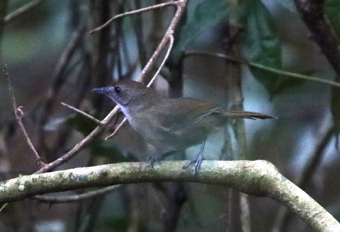 Pale-breasted Illadopsis