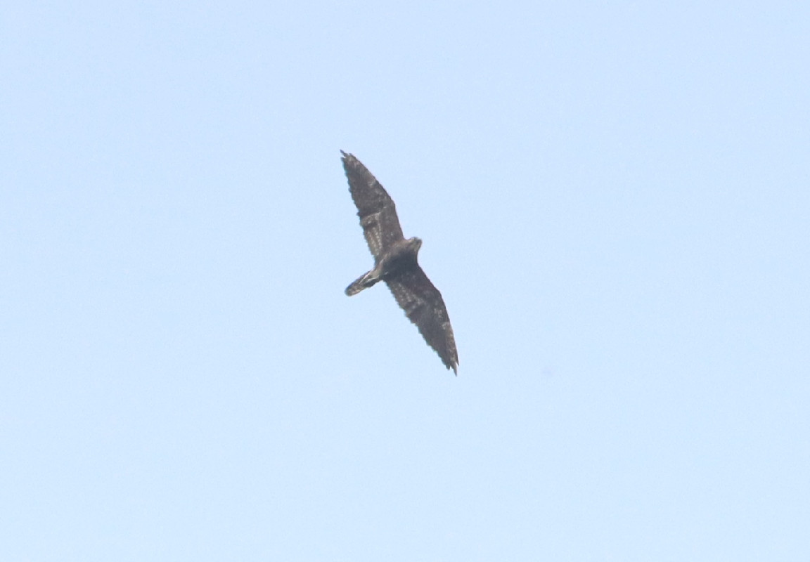 Bat Hawk in flight