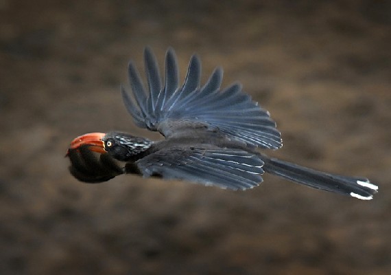 Crowned Hornbill in flight