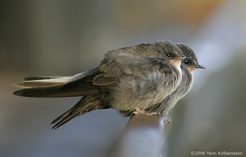 Red-throated Rock Martins