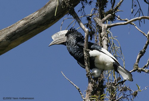 Black-and-white-casqued Hornbill