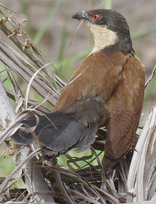 Senegal Coucal