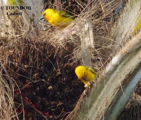 Yellow Weaver - Ploceus auriantus