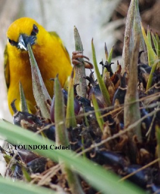 Yellow Weaver - Ploceus auriantus