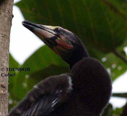 Reed Cormorant >> Phalacrocorax africanus