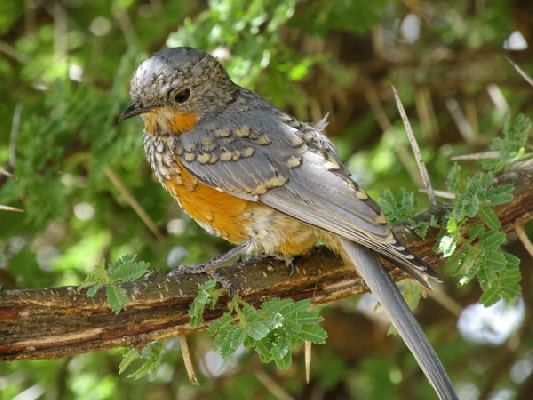 Silverbird