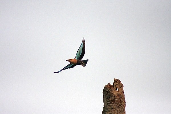 Blue-Bellied Roller in flight