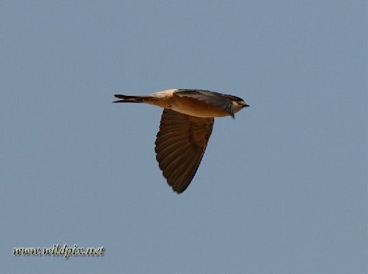 Preuss's cliff swallow on wing