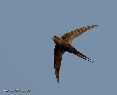 African Palm Swift on wing