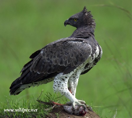 Martial Eagle and lunch