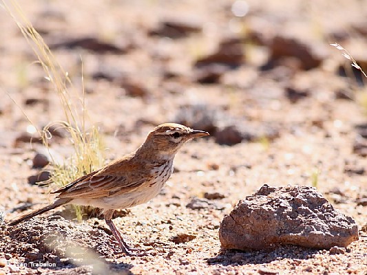 Dune's Lark