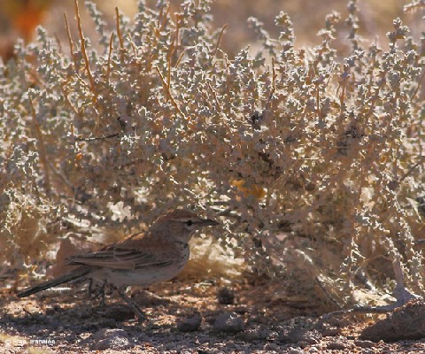 Dune's Lark