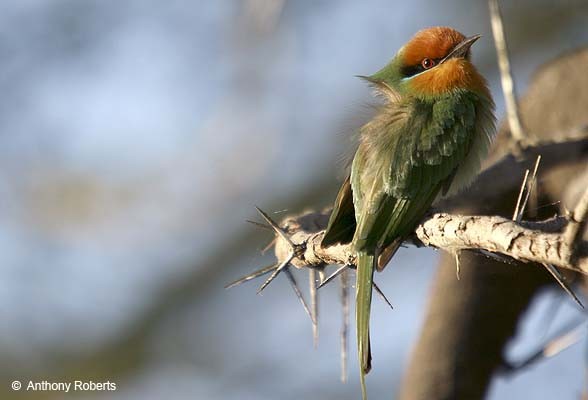 Böhm's Bee Eater with raised nape to catch the sun