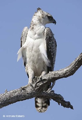 Juvenile Martial Eagle