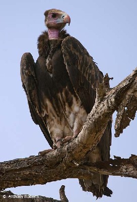 White-headed Vulture, juvenile, perching