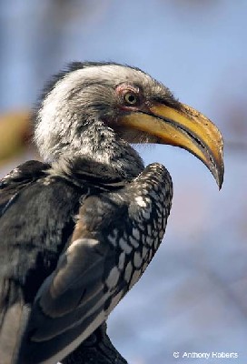 Southern Yellow-Billed Hornbill 