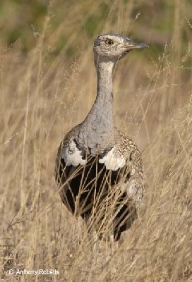 Red-crested Korhaan or Red-crested Bustard