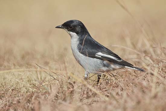 Male Fiscal Flycatcher